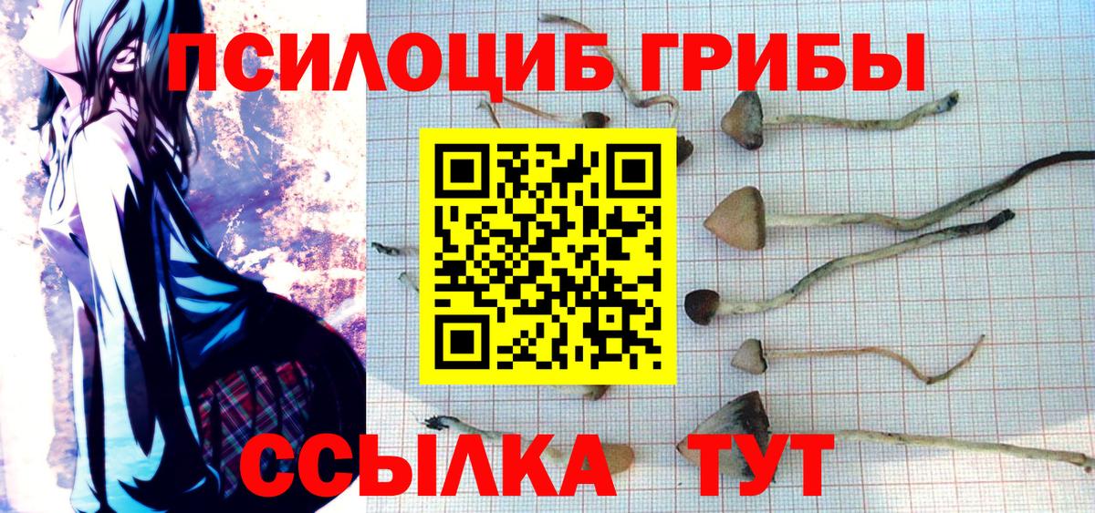 Галлюциногенные грибы Psilocybine cubensis Курган